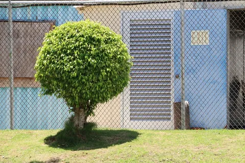 树，花园，平房，修剪，球状