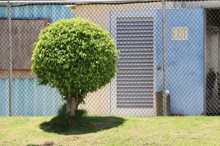 树，花园，平房，修剪，球状