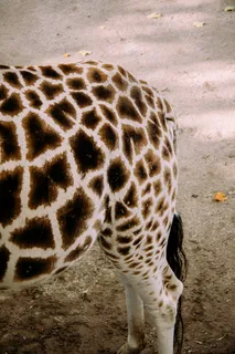 长颈鹿,仙人球,美洲虎,印度*豹,鸟类,长颈鹿和光的玩耍