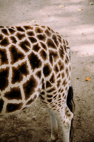 长颈鹿,仙人球,美洲虎,印度*豹,鸟类,长颈鹿和光的玩耍