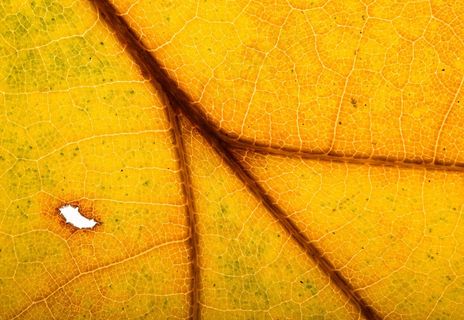 叶子，叶子，秋叶，背光