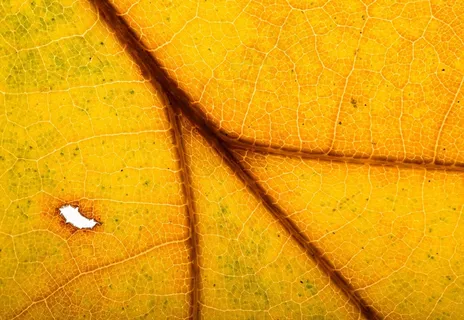 叶子，叶子，秋叶，背光