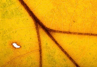 叶子，叶子，秋叶，背光