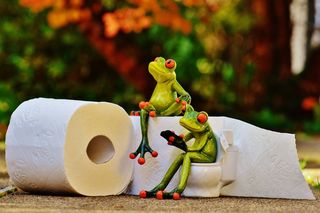 青蛙，厕所，厕所，会议，可笑，厕纸，Wc
