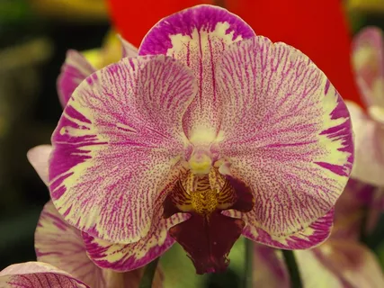 蝴蝶兰,斑点,白色 蝴蝶兰,斑点,白色