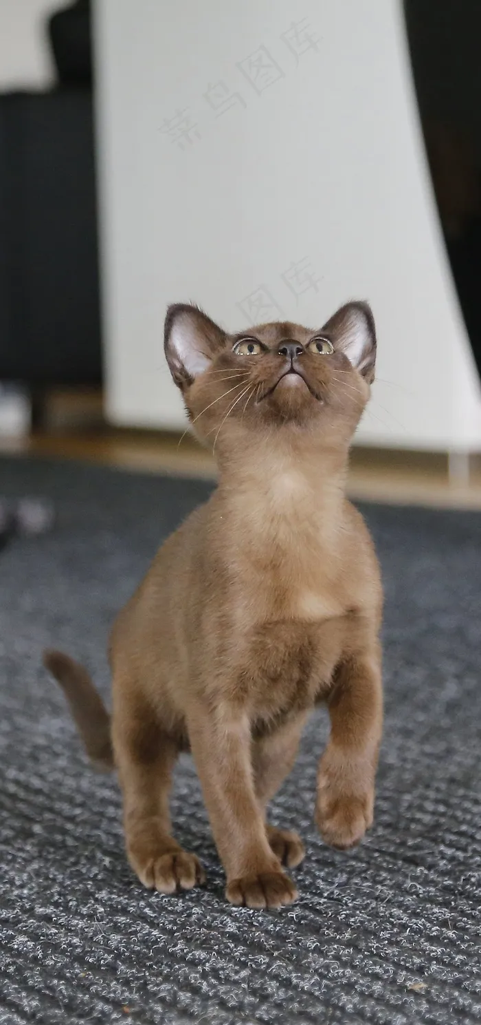 猫，家猫，缅甸，宠物，小猫