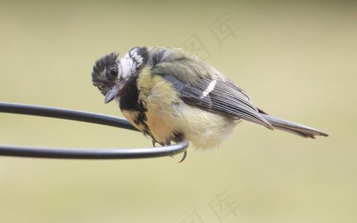 大山雀，鸟类，自然，花园，户外，野生动物