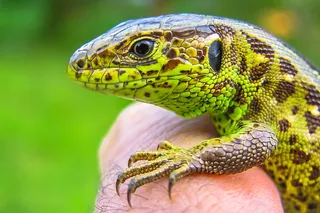 蜥蜴，自然，爬行动物