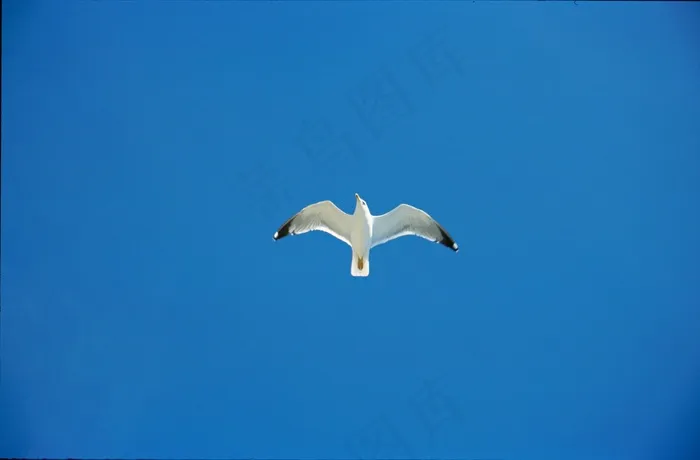 天空，海鸥，蓝色，鸟，克罗地亚