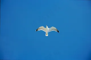 天空，海鸥，蓝色，鸟，克罗地亚