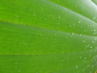 叶，背景，纹理，宏，滴植物叶子