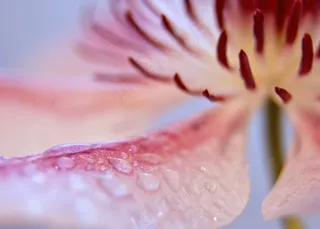 铁线莲，开花，关闭，粉红色，白色，雄蕊