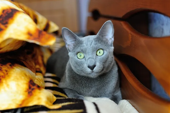 猫，小猫，宠物，动物，灰色，毛皮，可爱，猫
