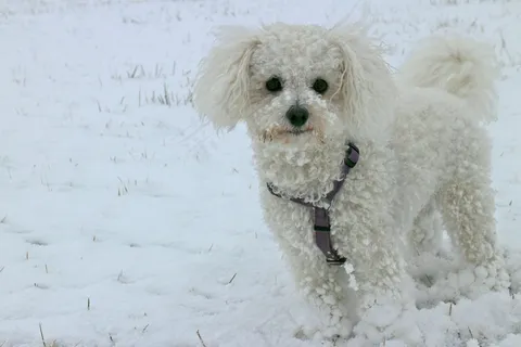 动物,狗,雪,冬天,白,比熊犬 动物,狗,雪,冬天,白,比熊犬