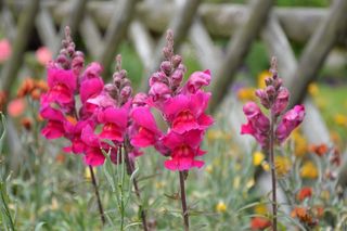 花，鲜花，盛开，花园，绿色，植物，植物