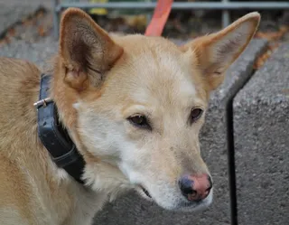 狗，头，头，动物，狗的外观，鼻子，关闭