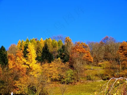 秋天,多彩的秋天风景,蓝蓝的天空 秋天,多彩的秋天风景,蓝蓝的天空