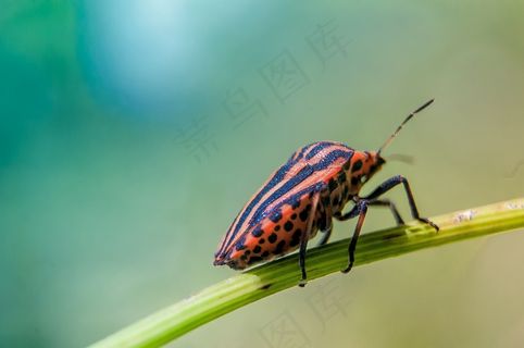 Bug，绿色，昆虫，自然，动物，宏，甲虫