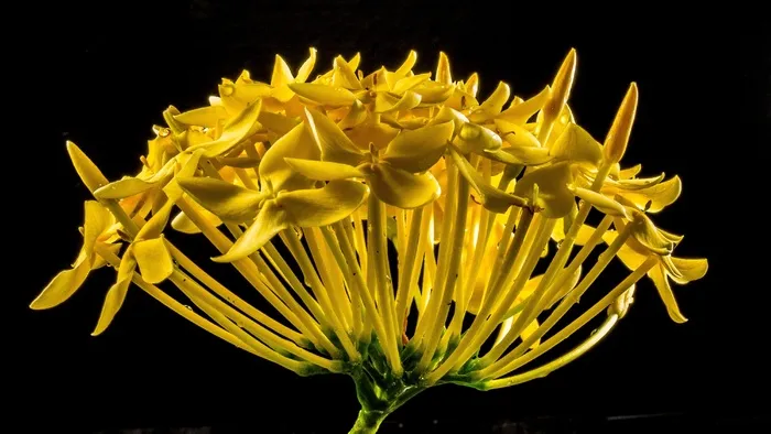 开花，花，黄色，关闭