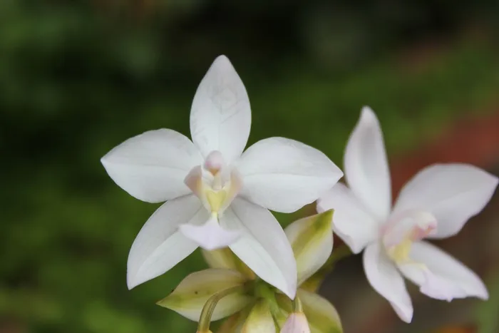 花，兰花，白花，白，花园