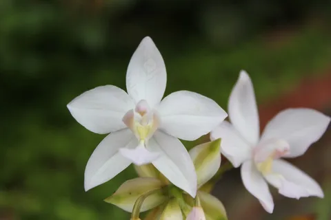 花,兰花,白花,白,花园 花,兰花,白花,白,花园