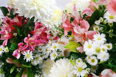 鲜花，自然，花的，春天的花朵