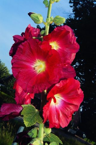 花，开花，关闭，红色，股票玫瑰