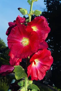 花,开花,关闭,红色,股票玫瑰 花,开花,关闭,红色,股票玫瑰