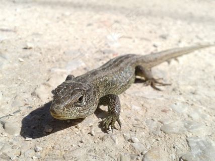 蜥蜴，自然，爬行动物，动物