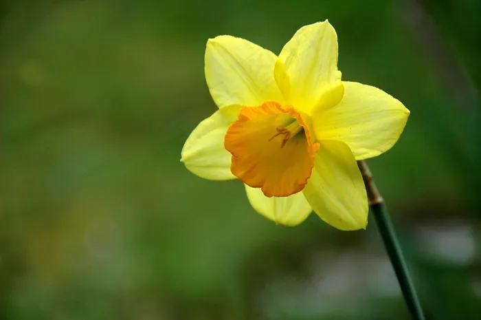 花，黄色，水仙花，水仙花