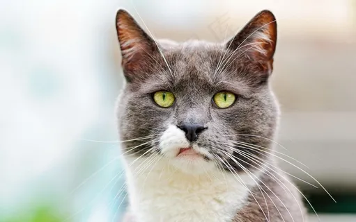 猫,白色,灰色,猫的,可爱,坐,国内 猫,白色,灰色,猫的,可爱,坐,国内