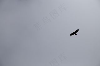 天空，鹰，黑色和白色，翅膀，飞行