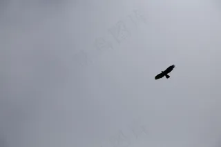 天空，鹰，黑色和白色，翅膀，飞行