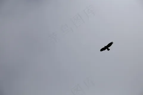 天空,鹰,黑色和白色,翅膀,飞行 天空,鹰,黑色和白色,翅膀,飞行