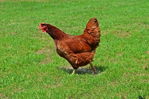 家禽,鸟,蛋,鸡蛋,家禽,笔,梳子 家禽,鸟,蛋,鸡蛋,家禽,笔,梳子