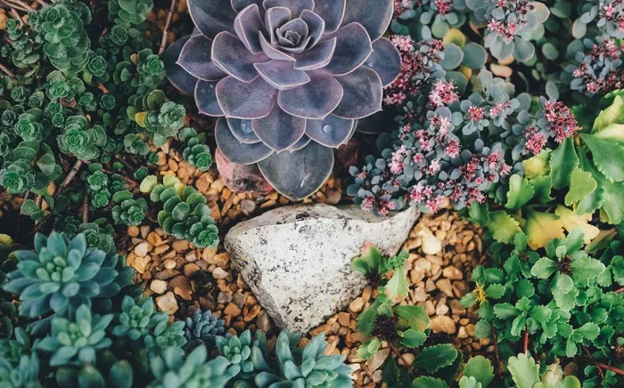 肉质植物，植物，花园，自然，植物，植物群