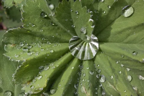 Frauenmantel,Alchemilla,属,The Rose家族 Frauenmantel,Alchemilla,属,The Rose家族