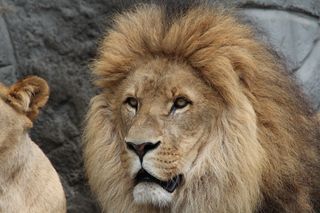 狮子，豹利奥，母狮，动物世界，非洲