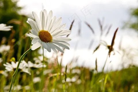 雏菊,开花,草,地毯,夏天 雏菊,开花,草,地毯,夏天