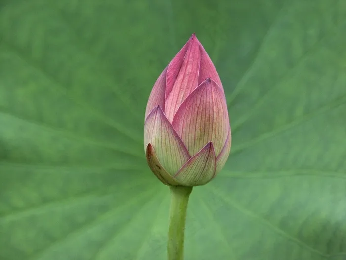 莲花芽，植物，花，性质，盛开，花瓣，开花
