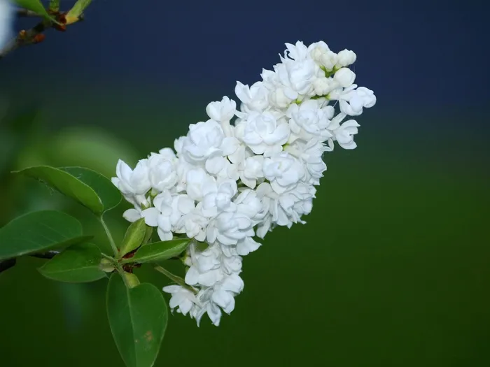 丁香花，白色，丁香，丁香伞