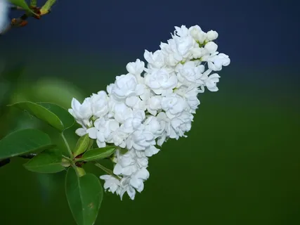 丁香花,白色,丁香,丁香伞 丁香花,白色,丁香,丁香伞