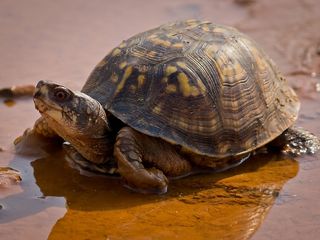 龟，盒，东部，野生动物，爬行动物，行走，绿色