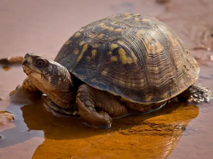 龟,盒,东部,野生动物,爬行动物,行走,绿色 龟,盒,东部,野生动物,爬行动物,行走,绿色