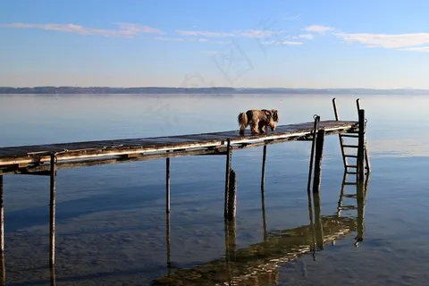 基姆湖,Web,湖泊风景,动物,狗,运行,银行,蓝色 基姆湖,Web,湖泊风景,动物,狗,运行,银行,蓝色