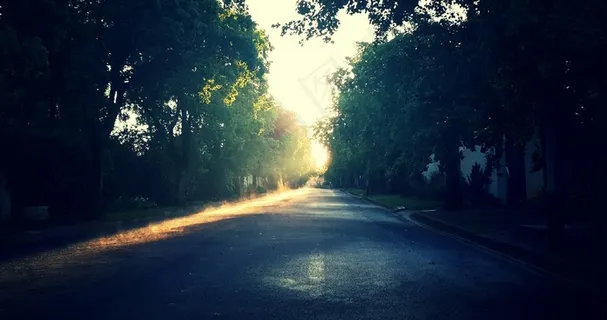 日出，树木，早晨，街，路