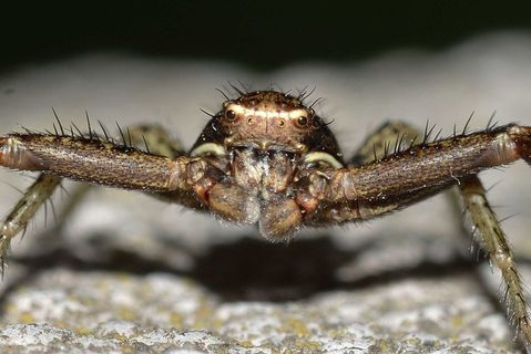 大自然，蜘蛛，蜘蛛