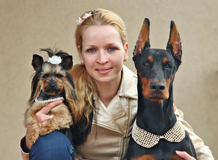 约克，杜宾，女人，狗，爱情，肖像，动物