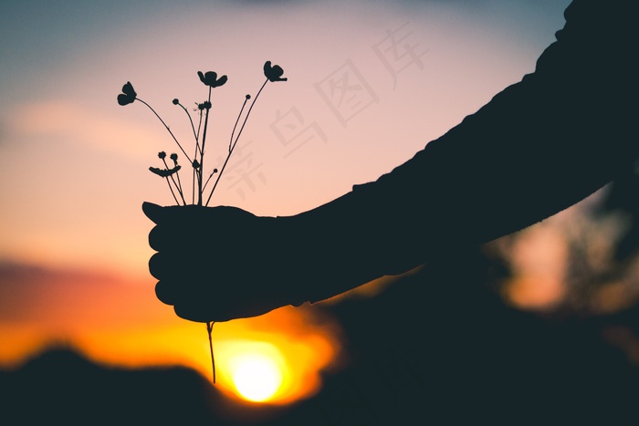 控股，鲜花，剪影，日落