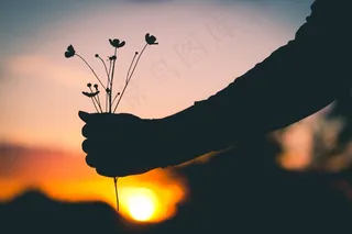 控股，鲜花，剪影，日落